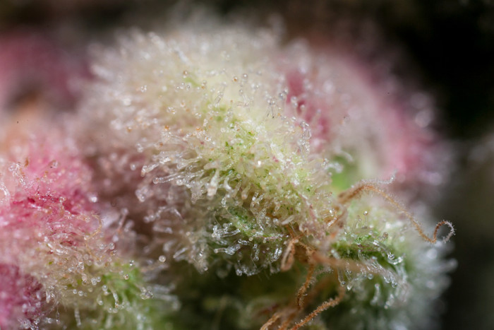 trichome macro cannabis depth of field