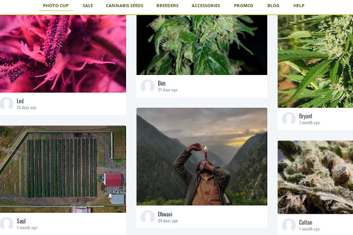 cannabis photo competition