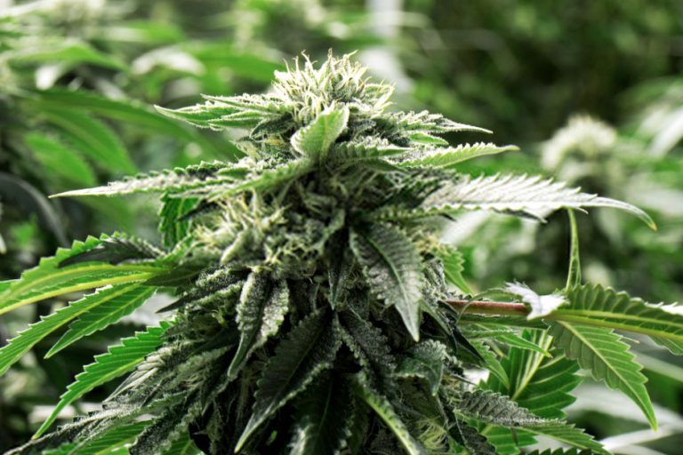 Read more about the article 7 Essential Steps for Growing Marijuana at Home