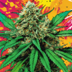 Where to Buy the Best Jealousy Feminized Seeds in the U.S.