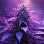 Feeling Grape: Unlocking the Mysteries of Purple Weed