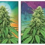 THC vs. CBD: The Ultimate Throwdown