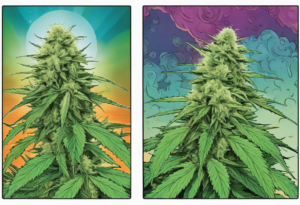 Read more about the article THC vs. CBD: The Ultimate Throwdown