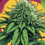 Where to Buy the Best Durban Poison Autoflower Seeds in the U.S.