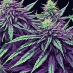 Where to Buy the Best Purple Urkle Feminized Seeds in the U.S.